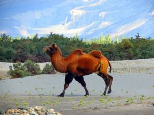 Bactrian Camel at Hunder (Leh Ladakh Tour)